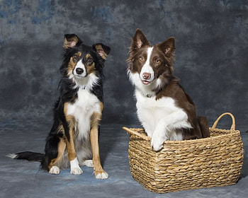 BORDER COLLIES, dog, canine, collies, pets HD wallpaper