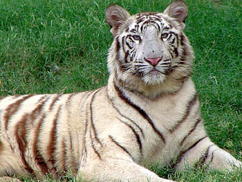 White Tiger, white, beautiful, tiger HD wallpaper