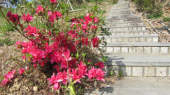 Mountain climbing, Stone steps, grass, flower HD wallpaper