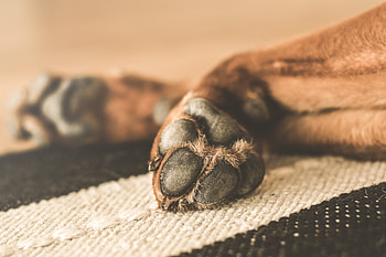 Animals, Lies, Dog, Paws HD wallpaper