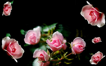 Pink Roses , abstract, art, , beauty HD wallpaper