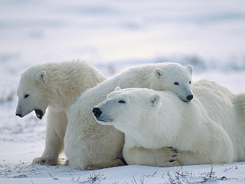 Animals, Bears HD wallpaper