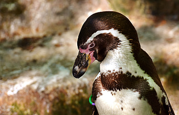 Animals, Bird, Beak, Penguin HD wallpaper