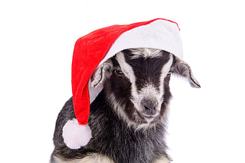 Santa Goat, symbol, 2015, hat, new year, goat, santa HD wallpaper