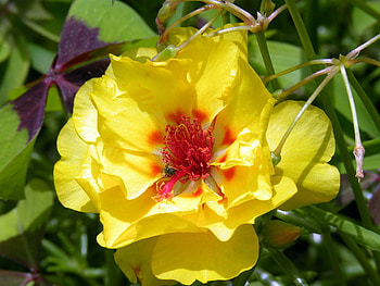 Flower, other, beautiful, nature HD wallpaper