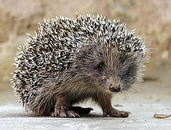 Are you sure you want to pet me?! :), animal, quill, porcupine, , wall, pet HD wallpaper