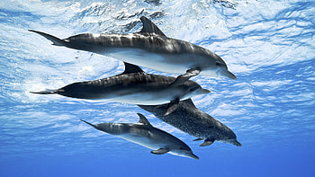 Dolphin , High-quality ry, Oceanic charm HD wallpaper