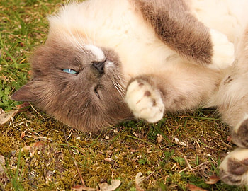 my moment, kitten, kitty, animals, cat, funny HD wallpaper