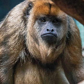 Howler Monkey, Bridgeport's beardsley zoo addition, Primate family bond, Animal sanctuary HD phone wallpaper
