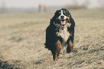 Animals, Dog, Bernese Mountain Dog, Berne Zennenhund, Bernese Shepherd, Is Running, Runs HD wallpaper