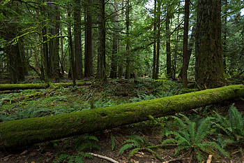 Nature, Trees, Forest HD wallpaper