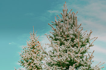 Holidays, New Year, Wood, Tree, Spruce, Fir, Needles HD wallpaper