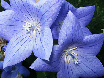 lovely blue flowers, blue, delecate, plants, soft, nice, pretty, petals, blossoms, nature, flowers, blooms, lovely HD wallpaper