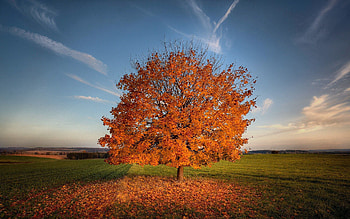 Nature, Grass, Autumn, Wood, Tree, Field HD wallpaper