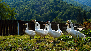 Curious geese, Captivating , Animal wonders, Mesmerizing scene HD wallpaper
