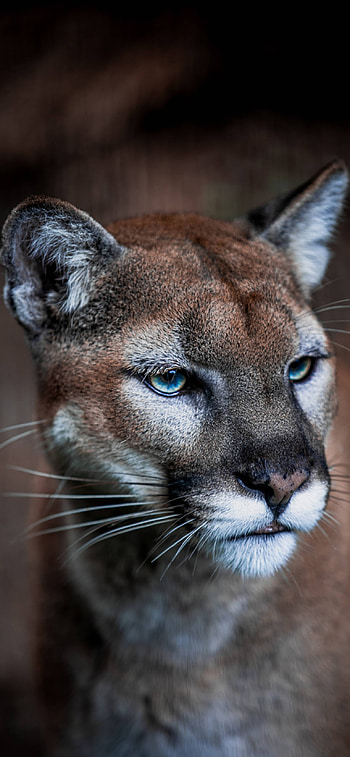 Cougar, Captivating , Popular choice, Stunning backgrounds HD phone wallpaper