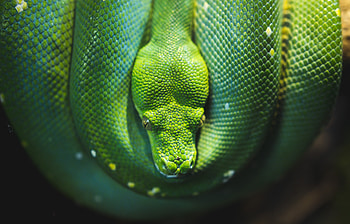 Animals, Wildlife, Reptile, Snake HD wallpaper