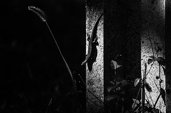 Animals, Bw, Chb, Animal, Lizard HD wallpaper