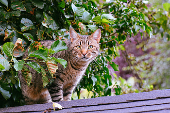 Animals, Cat, Striped, Foliage HD wallpaper
