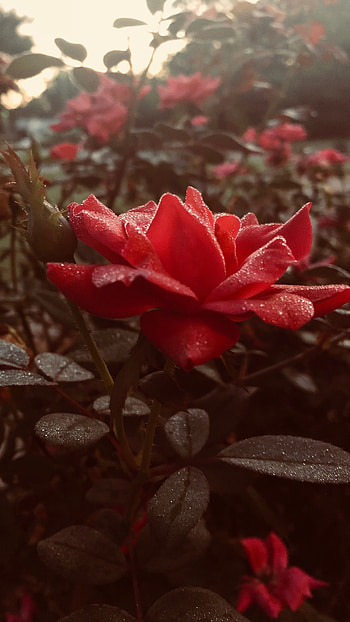 Flowers Aesthetic, Red Rose HD phone wallpaper