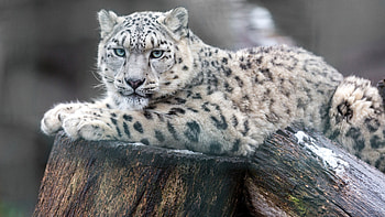 Snow leopard , Wild animals, Leopards monitor HD wallpaper