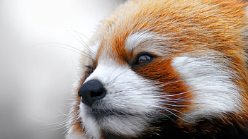 Close-up, Pandas HD wallpaper