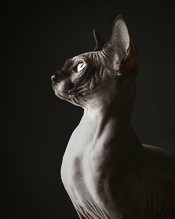Profile, Sphynx HD phone wallpaper