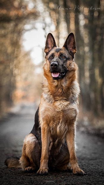 German Shepherd Dog, German Shepherd HD phone wallpaper