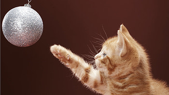 Kitten, craciun, cat, orange, play, ginger, pisica, ball, christmas, red, funny, paw HD wallpaper