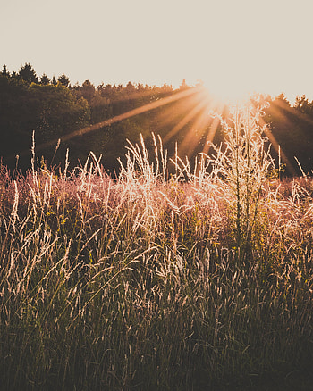 Nature, Sunset, Grass, Field, Sunlight HD phone wallpaper