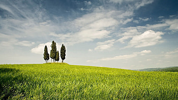 Nature, Trees, Clouds, Summer, Field HD wallpaper