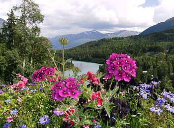 Wildflowers, nature, flowers HD wallpaper
