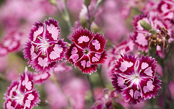 Plants, Flowers HD wallpaper