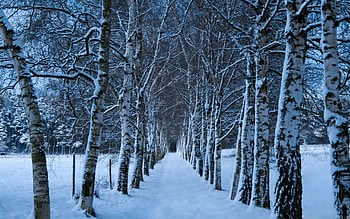 Best birch mac , , Birch tree, Nature HD wallpaper