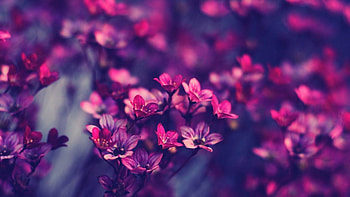 3D Full Screen Flowers Background 9 . HD wallpaper