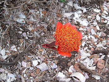 Red flower, desert, beautiful, alone, flower HD wallpaper