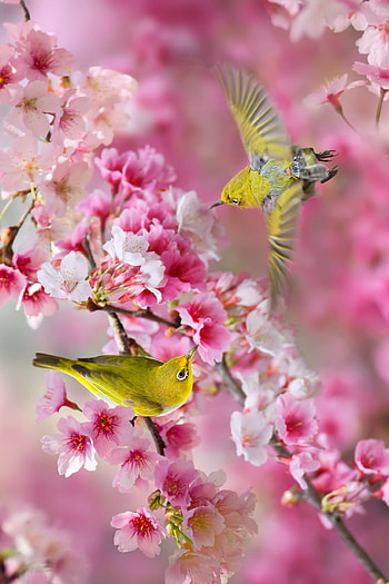 3D , Amazing birds HD phone wallpaper