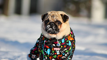 Pug In Snow, pug, animals, snow, dog HD wallpaper