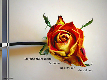 Les plus jolies choses, les-plus-jolies-choses HD wallpaper