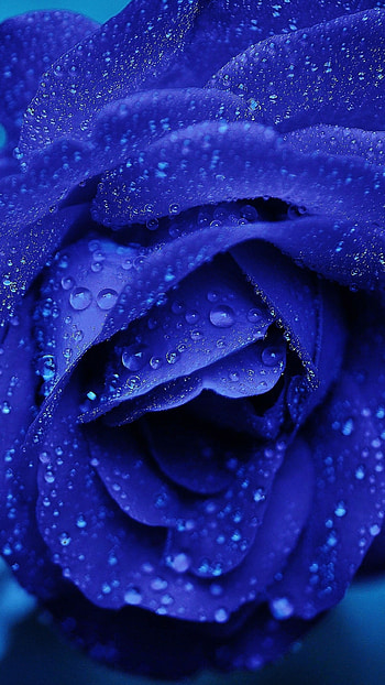 Blue rose, Unique charm, Striking hue, Rare beauty HD phone wallpaper