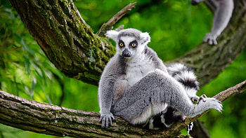Ring Tailed Lemur, Animals, Lemur , Tailed beauty HD wallpaper