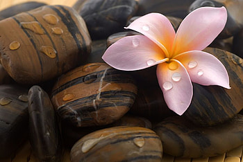 Innocent love, pink, water, stones, flower HD wallpaper