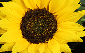 Big big sunflower, nature, sunflower, yellow, flower HD wallpaper