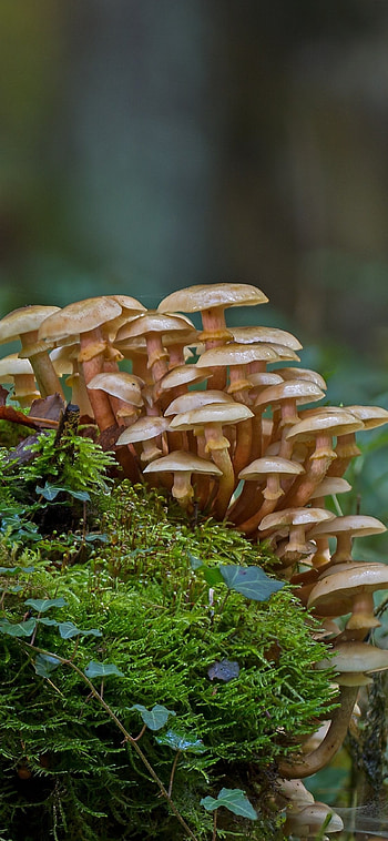Forest mushrooms, Earthy delights, Hidden gems, Mushroom beauty HD phone wallpaper
