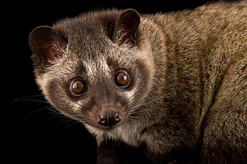 Asian Palm Civet , High quality, Nature's beauty, Stunning HD wallpaper