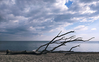 Dry Wood by Sea, sea, wood, clouds, Russia, beach HD wallpaper