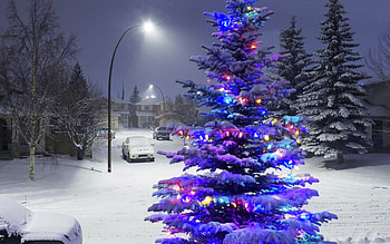 Christmas and New Year, winter, holidays, attractions in dreams, love four seasons, Christmas Tree, Christmas, snow, nature, xmas and new year HD wallpaper