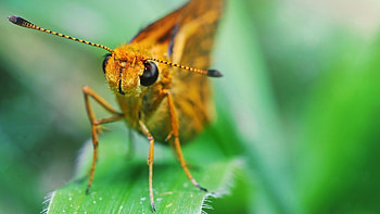 Grass, Macro, Eyes, Insect, Antennae, Tendrils HD wallpaper