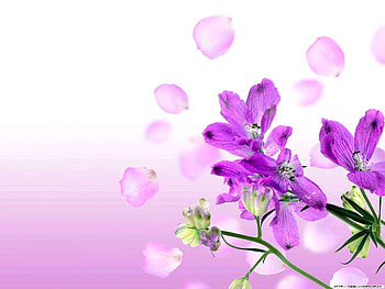 Petals, flowers, floating HD wallpaper