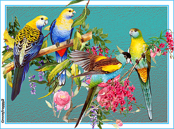 BIRD COLLAGE, NATURE, COLLAGE, , BIRD HD wallpaper